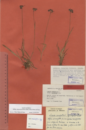019b luzula campestris subsp. carpetana maf111642