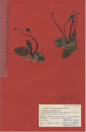 022b pinguicola grandiflora subsp. coenocantabrica maf144679