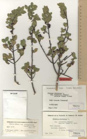 023 rhamnus alaternus subsp. munyozgarmendiae maf72488
