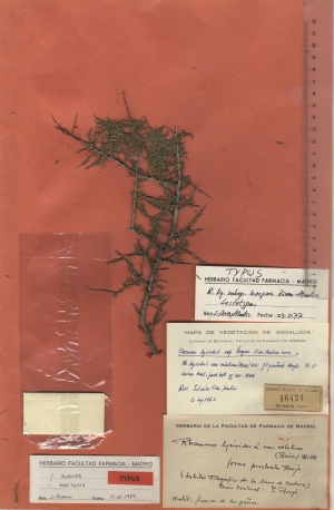 024 rhamnus lycioides subsp. borgiae maf46424