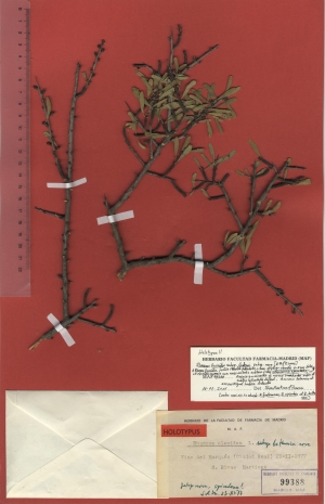 025 rhamnus lycioides subsp. laderoi maf99388