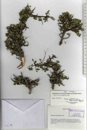 026 rhamnus myrtifolia subsp. iranzoi maf152937
