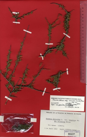 027 rhamnus velutina subsp. almeriensis maf66433