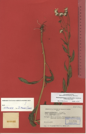 029a senecio pyrenaicus subsp. herminicus maf144783