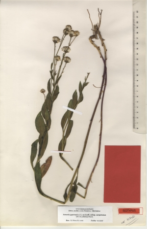029b senecio pyrenaicus subsp.  herminicus maf107460