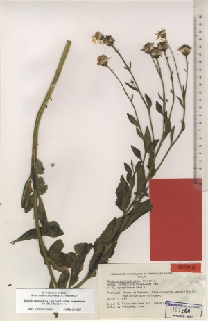 29c senecio pyrenaicus subsp. herminicus maf107460b