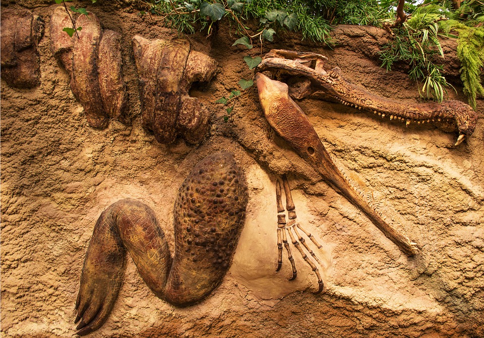 fossil-635079_960_720