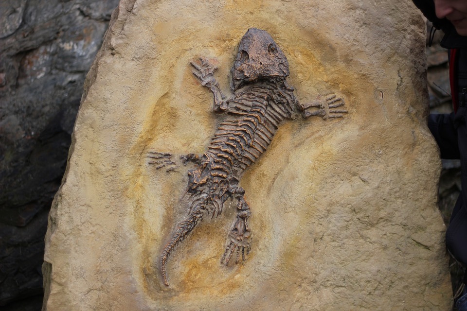 fossils-255547_960_720