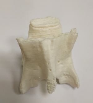 Impresión 3D de vértebra de ratón
