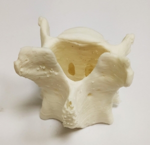 Impresión 3D de vértebra de ratón