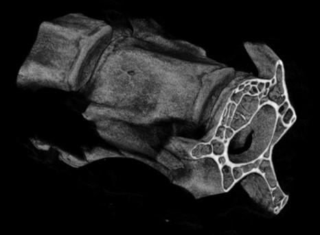 Imagen 3D de vértebra de ratón