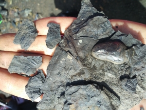 Fósiles encontrados en las escombreras de una de las minas de Barruelo de Santullán