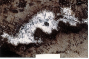 Detalle de los cementos de calcita, dolomita y fluorita y del bitumen rellenando la porosidad móldica de un coral colonial