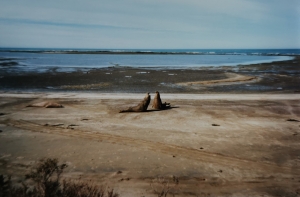 Elefantes marinos, Argentina