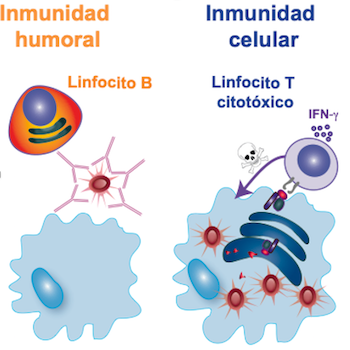 Inmunidad humoral de los linfocitos B frente a la celular de los T citotóxicos. / Salvador Iborra