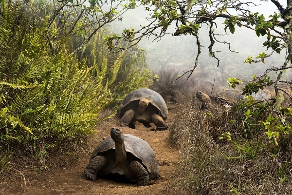 Tortugas gigantes de Galápagos migrando. / Juan Manuel García