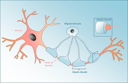 Los oligodendrocitos generando mielina en torno al axón. / Shutterstock. 