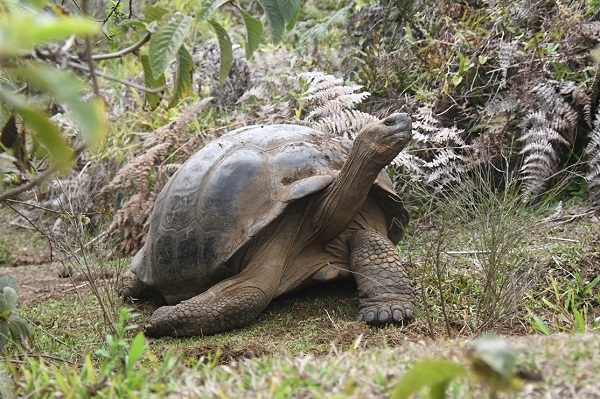 Tortuga gigante de Galápagos. / Ainoa Nieto. 