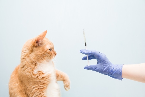 La vacuna busca anticiparse a situaciones futuras adversas. / Shutterstock. 