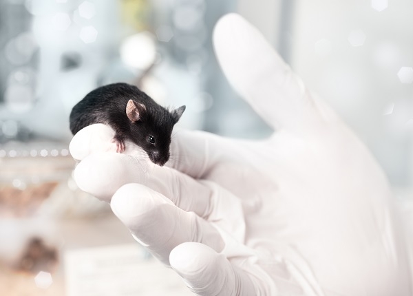 Los ratones avatares tienen cada vez más importancia en la medicina personalizada (el ratón de la imagen no es el utilizado en este estudio). / Shutterstock.
