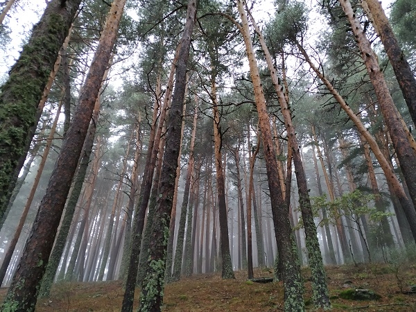 Tres especies de pino de Castilla y León fueron objeto de estudio. / E. Andivia.