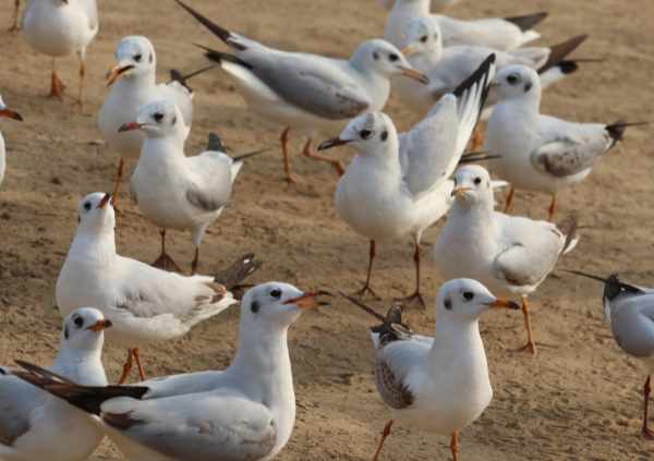 Muchas de las aves migratorias que transportan el virus de región en región viven en las proximidades del agua. / Shutterstock.