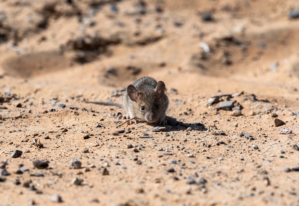 Un ratón casero (Mus musculus domesticus). / Shutterstock. 