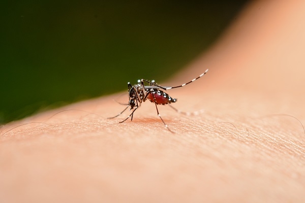 Mosquito Aedes aegypti. / Shutterstock.
