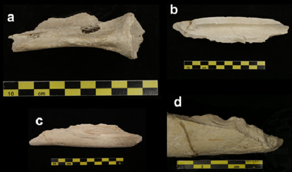 Diferentes marcas de mordedura sobre huesos hallados en el yacimiento de Venta Micena 4 (Orce, Granada). Foto: Yravedra et al. (2023).