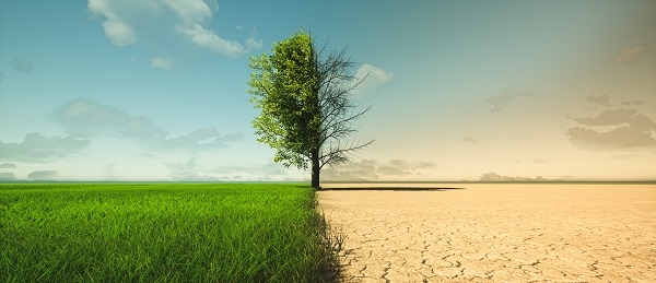 La sequía está afectando de forma masiva a los ecosistemas forestales en todo el mundo. / Shutterstock.