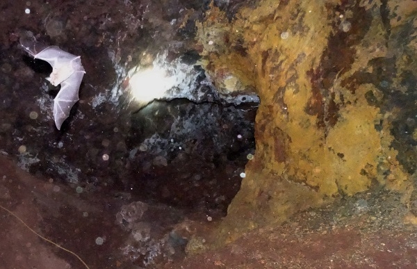 Murciélago junto a una pared de la mina Pastora cubierta por sulfatos de amonio. / Ángel Crespo.