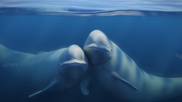 El estudio es la primera prueba de capacidad de imitación verdadera de belugas. / Shutterstock. 