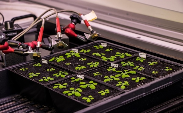 Arabidopsis thaliana es una planta modelo de laboratorio. / Kaan Mika/ Shutterstock.