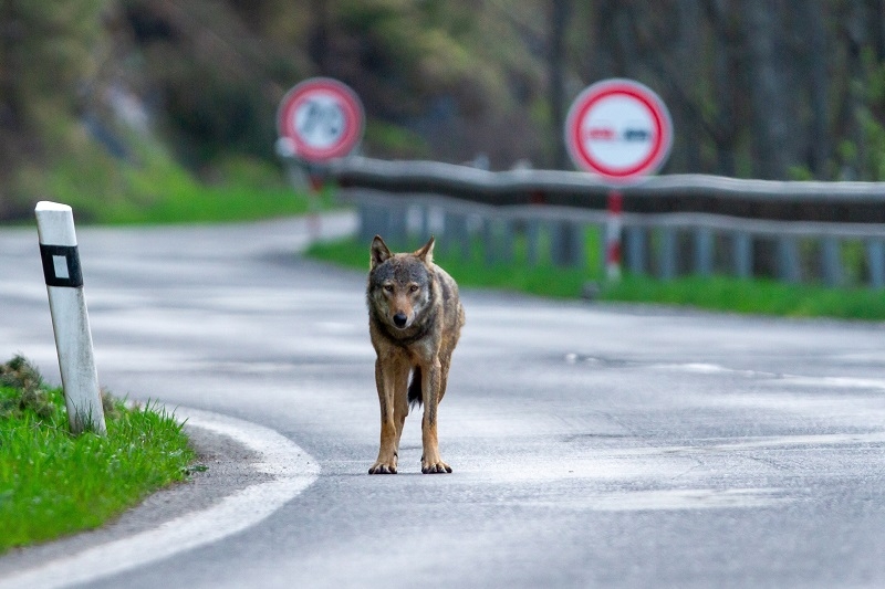 Lobo cruzando una de las carreteras que usa para moverse rápidamente por su territorio y aumentar sus posibilidades de cazar. / Lukas Andreides. / Shutterstock.