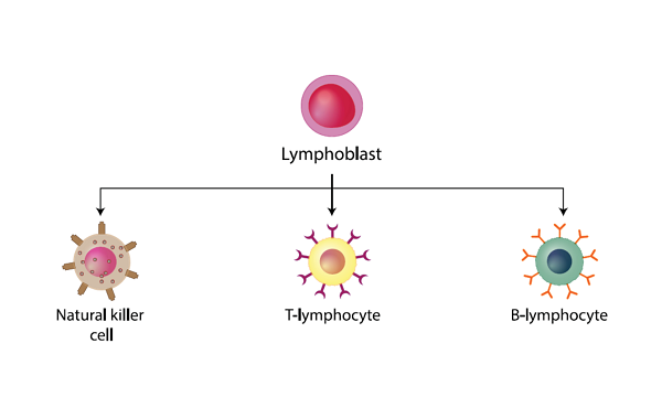 La nueva inmunodeficiencia afecta al desarrollo de los linfocitos T, pero no a otros linfocitos. / Ph-HY. Shutterstock. 