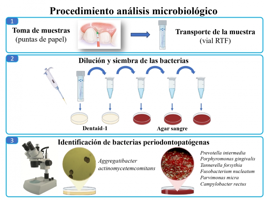 Esquema del procesamiento de muestras clínicas de placa bacteriana subgingival para diagnóstico microbiológico.