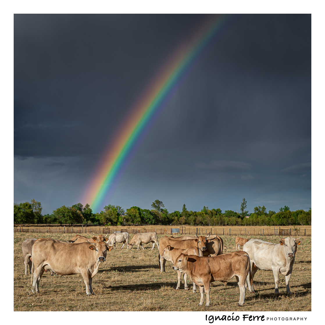 Cows and rainbow