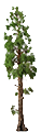 iconosequoia