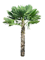 iconotrachycarpus