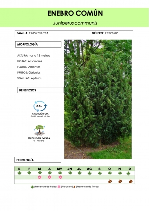 juniperus_communis