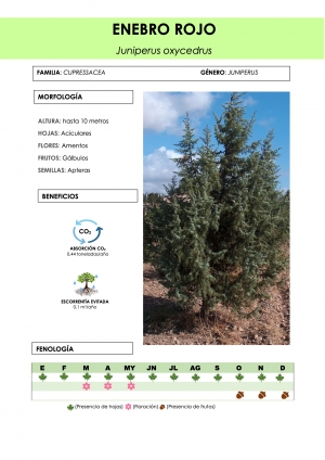 juniperus_oxycedrus