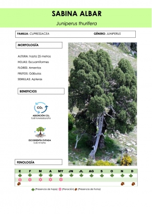 juniperus_thurifera