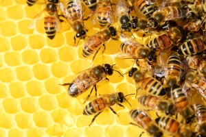 bees-326337_1280